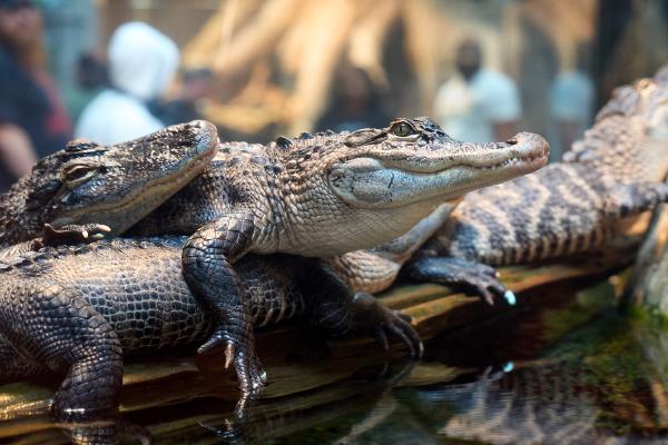 Alligator at the Tennessee Aquarium (Chattanooga, TN)