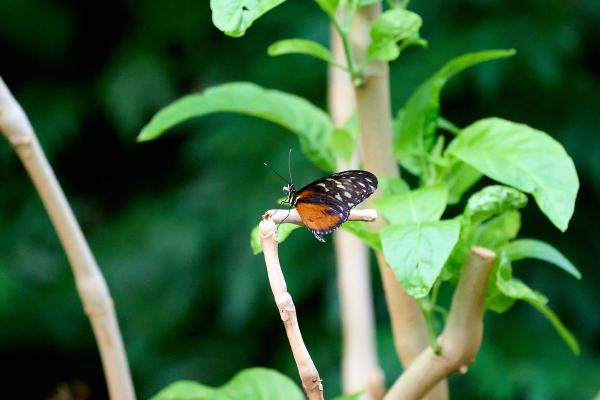 Butterfly at the Tennessee Aquarium (Chattanooga, TN)