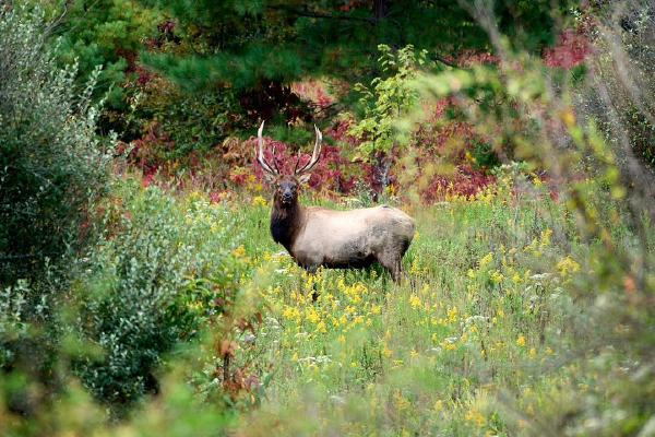 Elk in Grundy, VA