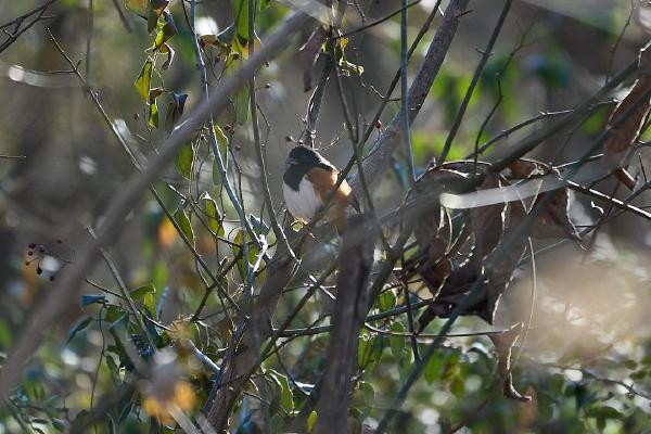 Eastern Towhee (Surgoinsville, TN)