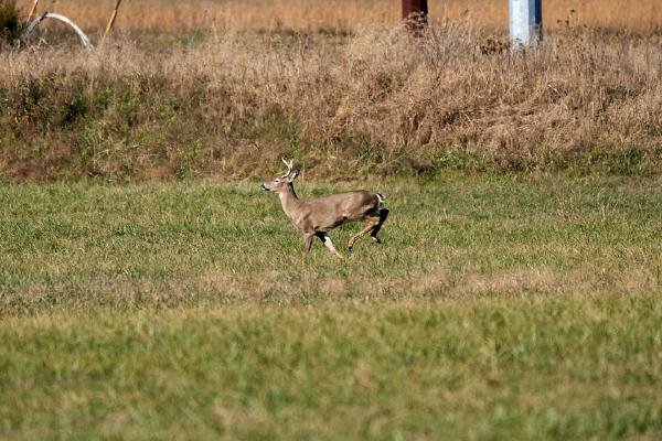 Deer (Surgoinsville, TN)