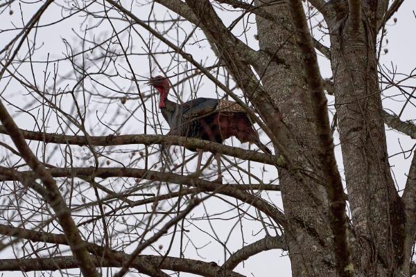 Turkey in Surgoinsville, TN