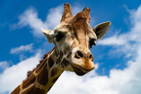 Creation Kingdom Zoo Trip